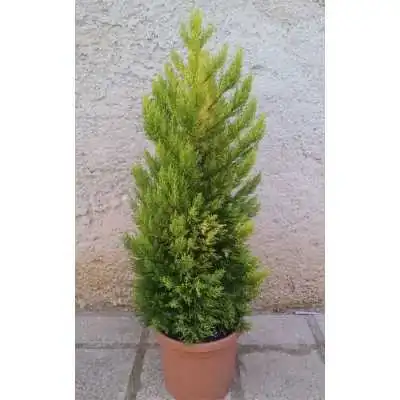 Pianta Cipresso Golden Crest - Siepi da giardino
