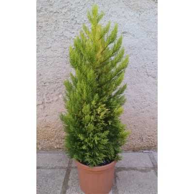 Pianta Cipresso Golden Crest - Siepi da giardino Pianta Cipresso Golden Crest - Siepi da giardino