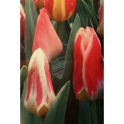 Bulbi Pianta Tulipano