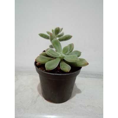 Pianta Echeveria Pulvinata - Piante succulente