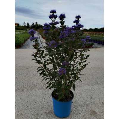 Pianta Caryopteris - Cespugli fioriti Pianta Caryopteris - Cespugli fioriti