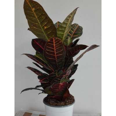 Pianta Croton