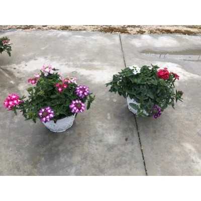 Pianta Verbena - Piante tappezzanti