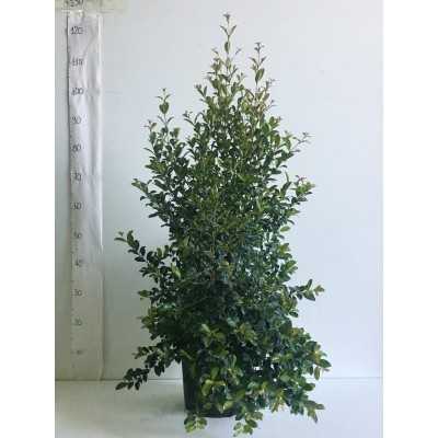 eugenia piante eugenia piante