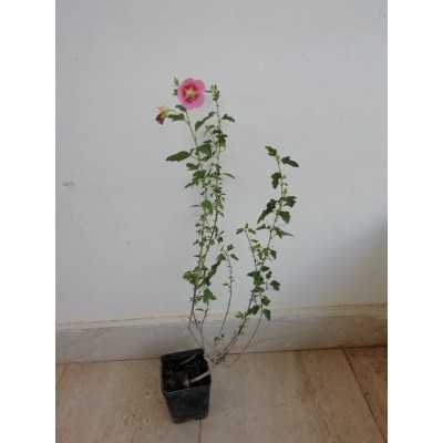 Pianta Anisodontea Disponibile in Vaso 7cm - Piante da Ricoltivare