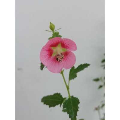 40pz Pianta Anisodontea - Cespugli 40pz Pianta Anisodontea - Cespugli