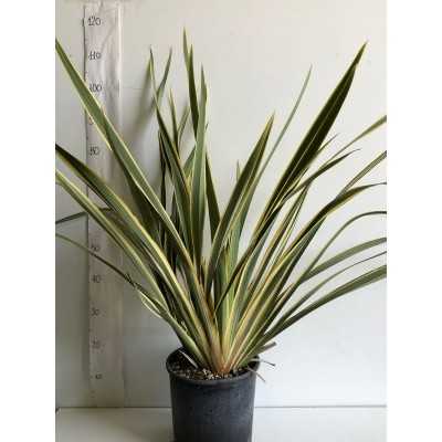 Pianta Phormium - Siepi da giardino Pianta Phormium - Siepi da giardino