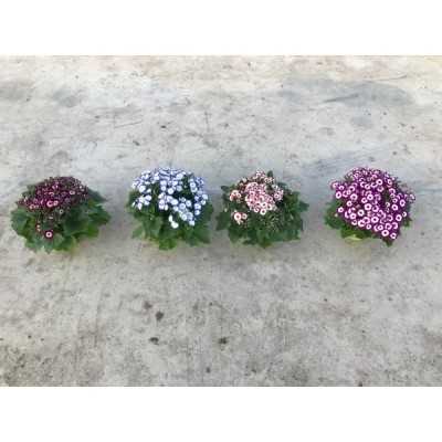 Pianta Cineraria - Piante fiorite Pianta Cineraria - Piante fiorite