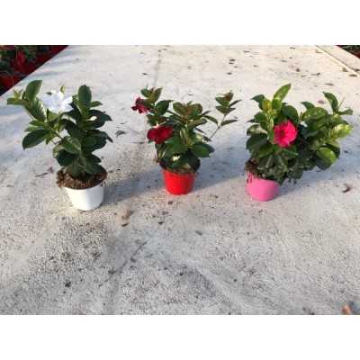 Pianta Dipladenia - Piante fiorite Pianta Dipladenia - Piante fiorite