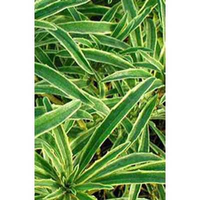 40pz Pianta Erysimum Linifolium - Cespugli 40pz Pianta Erysimum Linifolium - Cespugli