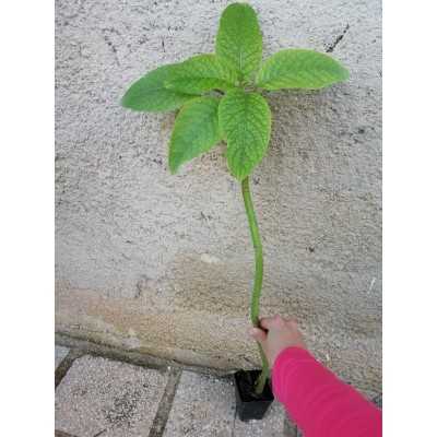 Albero Phytolacca - Astoni Albero Phytolacca - Astoni
