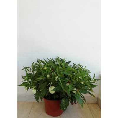 Pianta Pepino - Cespugli fioriti Pianta Pepino - Cespugli fioriti
