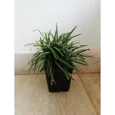 40pz Pianta Convallaria - Tappezzanti 40pz Pianta Convallaria - Tappezzanti