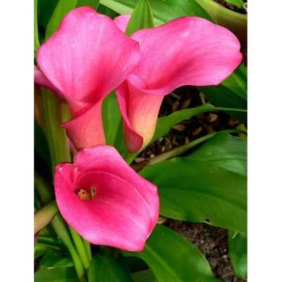 calla pianta da interno o esterno calla pianta da interno o esterno
