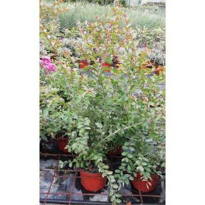 Pianta Lagerstroemia - Cespugli fioriti Pianta Lagerstroemia - Cespugli fioriti