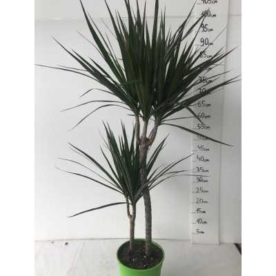 Pianta Dracaena Marginata - Piante da interno