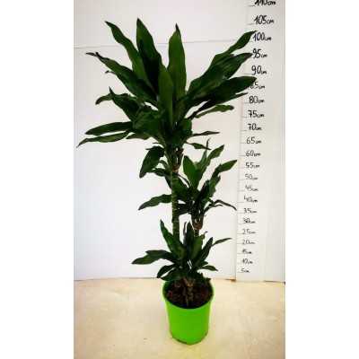 Pianta Dracaena Fragrans - Piante da interno Pianta Dracaena Fragrans - Piante da interno