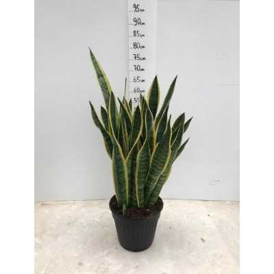 sansevieria trifasciata