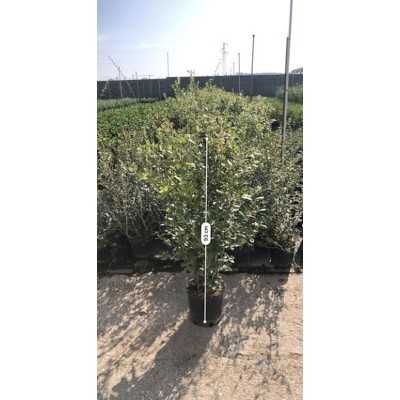 albero quercia albero quercia