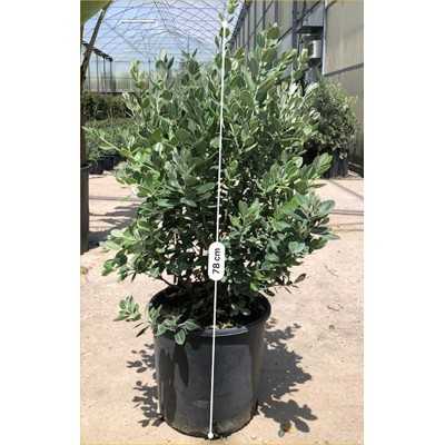 Pianta Metrosideros Excelsa in Vario Formato - Piante da Siepe