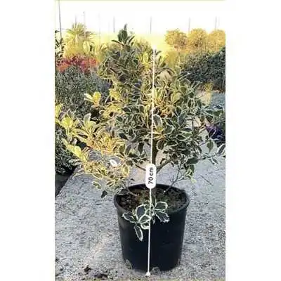 ilex variegata ilex variegata