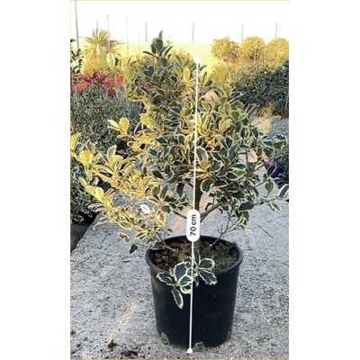 ilex variegata ilex variegata