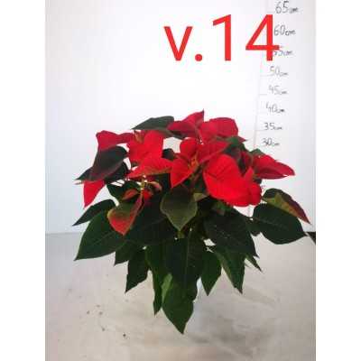 stella di natale stella di natale