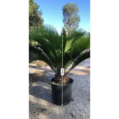 Pianta Cycas Revoluta - Palmizi