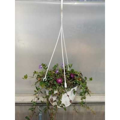 Pianta Vinca - Piante tappezzanti Pianta Vinca - Piante tappezzanti
