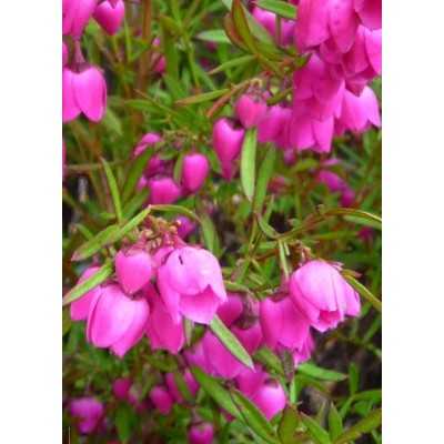Pianta Boronia