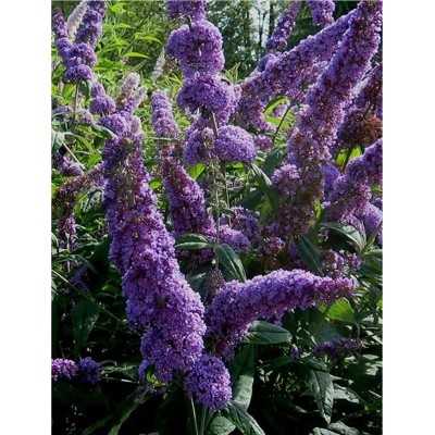 40pz Pianta Buddleja - Cespugli 40pz Pianta Buddleja - Cespugli