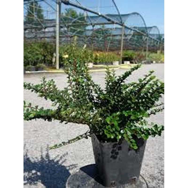 Pianta Cotoneaster Horizontalis Disponibile in Vaso 7cm - Piante da Ricoltivare