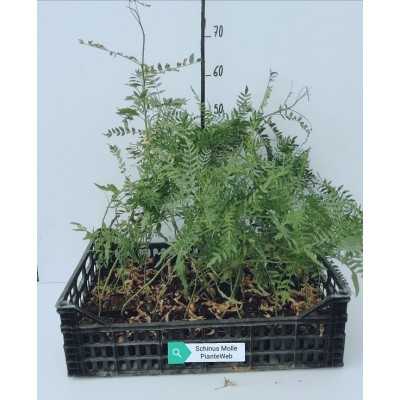40pz Pianta Schinus Molle - Alberi 40pz Pianta Schinus Molle - Alberi