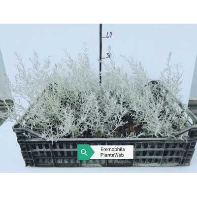 40pz Pianta Eremophila Nivea - Cespugli 40pz Pianta Eremophila Nivea - Cespugli