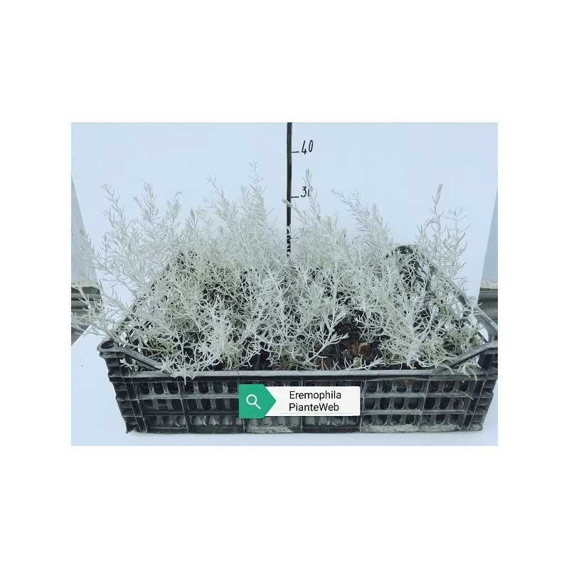 Pianta Eremophila Nivea Disponibile in Vaso 7cm - Piante da Ricoltivare Pianta Eremophila Nivea Disponibile in Vaso 7cm - Piante da Ricoltivare