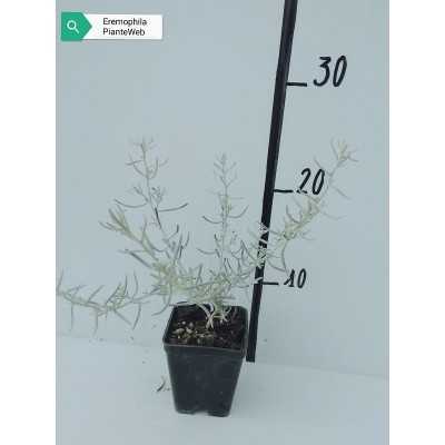 40pz Pianta Eremophila Nivea - Cespugli 40pz Pianta Eremophila Nivea - Cespugli