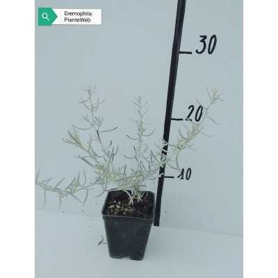 40pz Pianta Eremophila Nivea - Cespugli