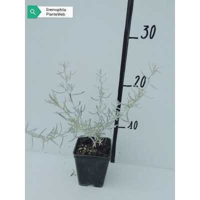 Pianta Eremophila Nivea Disponibile in Vaso 7cm - Piante da Ricoltivare