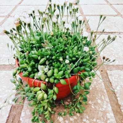 Pianta Senecio Rowleyanus - Piante succulente