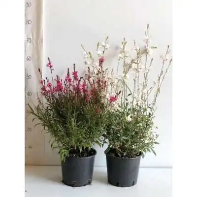 piante con fiori rosa