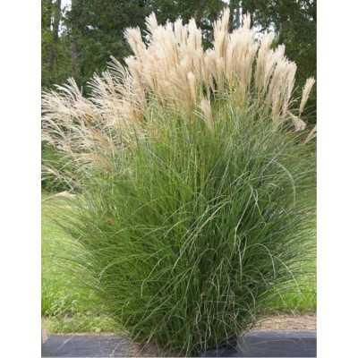 40Pz Pianta Miscanthus Variegato - Cespugli