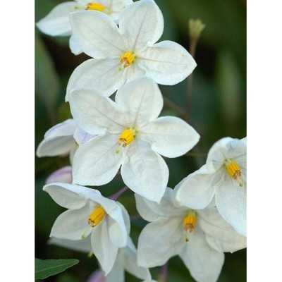 40pz Pianta Solanum Jasminoide Bianco - Rampicanti