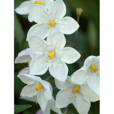 solanum jasminoide