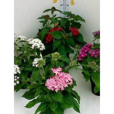 Pianta Pentas - Piante fiorite Pianta Pentas - Piante fiorite