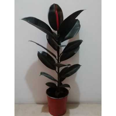 Pianta Ficus Robusta - Piante da interno