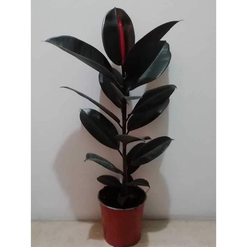 Pianta Ficus Robusta Vaso 17 cm