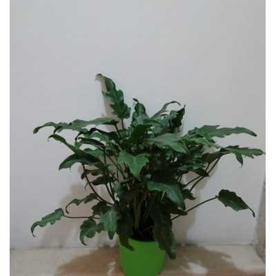 Pianta Philodendrum Kanadu - Piante da interno Pianta Philodendrum Kanadu - Piante da interno