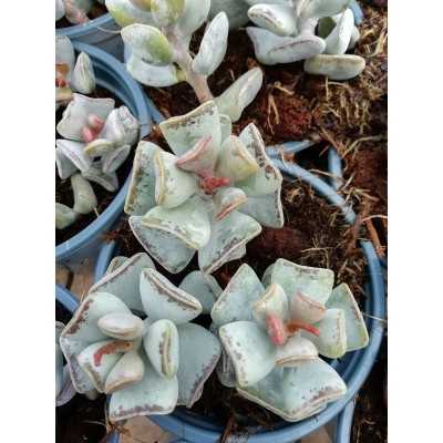 Pianta Adromischus Triflorus Spatulatus - Piante succulente