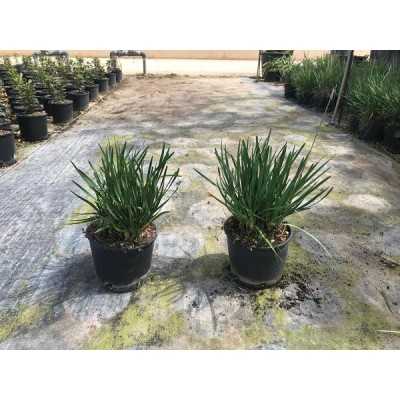Pianta Tulbaghia - Cespugli fioriti Pianta Tulbaghia - Cespugli fioriti