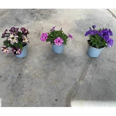 3 Piante Petunia Spalsh - Piante fiorite